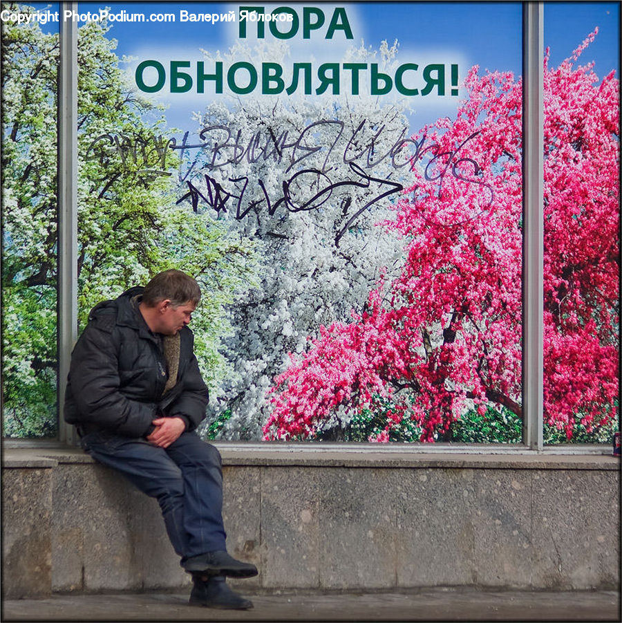 Human, People, Person, Blossom, Cherry Blossom, Flower, Window