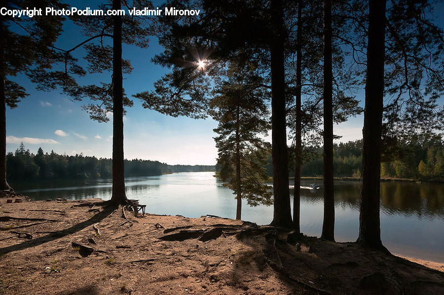 Plant, Tree, Oak, Wood, Lake, Outdoors, Water
