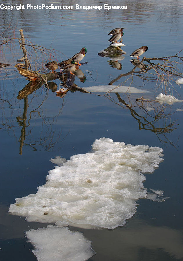 Bird, Duck, Teal, Waterfowl, Mallard, Swallow, Nest