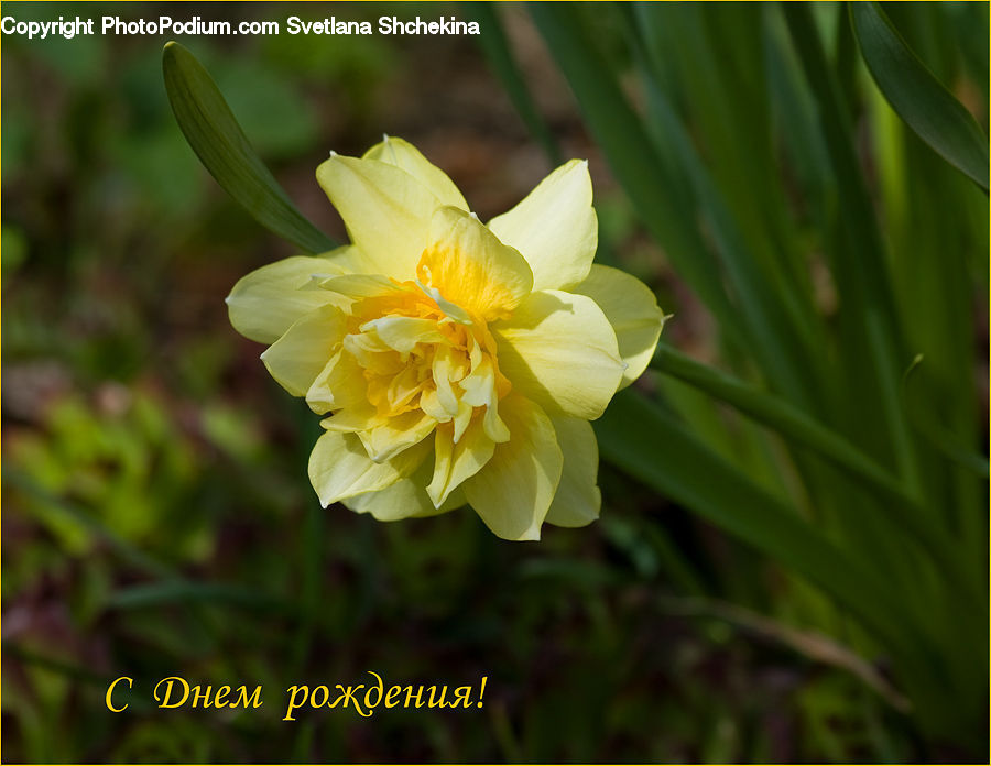 Blossom, Daffodil, Flora, Flower, Plant