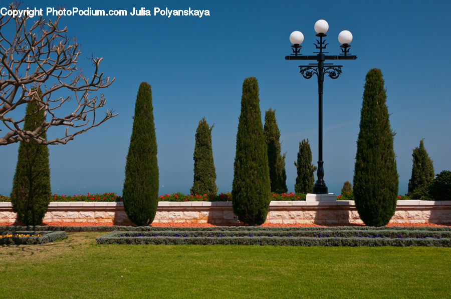 Lamp Post, Pole, Conifer, Fir, Plant, Tree, Oak