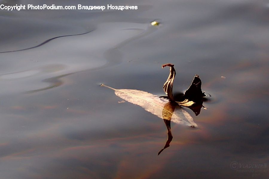 Bird, Crane Bird, Heron, Dance, Dance Pose, Goose, Waterfowl