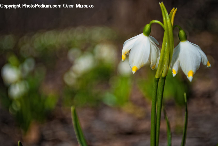 Amaryllidaceae, Blossom, Flower, Plant, Daffodil, Flora, Asparagus