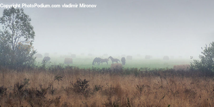 Fog, Grassland, Outdoors, Savanna, Plant, Tree, Dawn