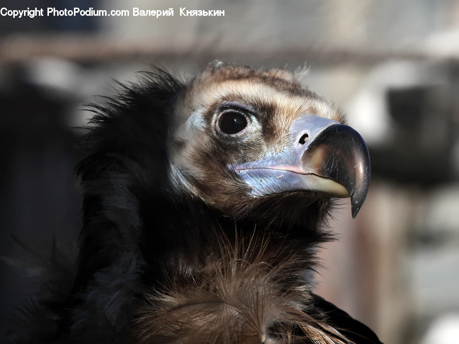 Beak, Bird, Head, Portrait