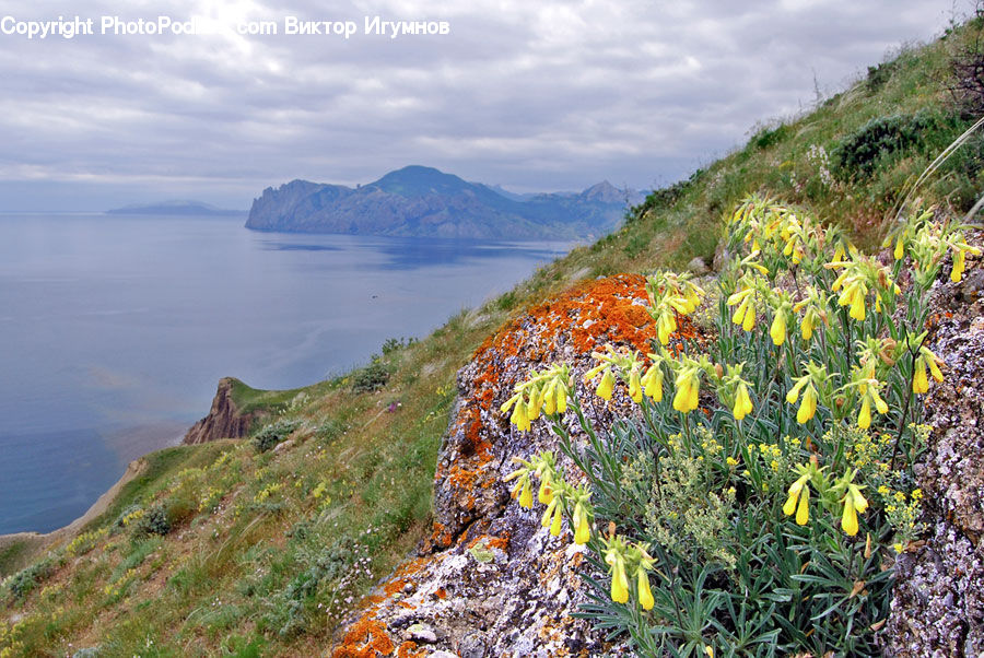 Cliff, Outdoors, Coast, Sea, Water, Blossom, Flora