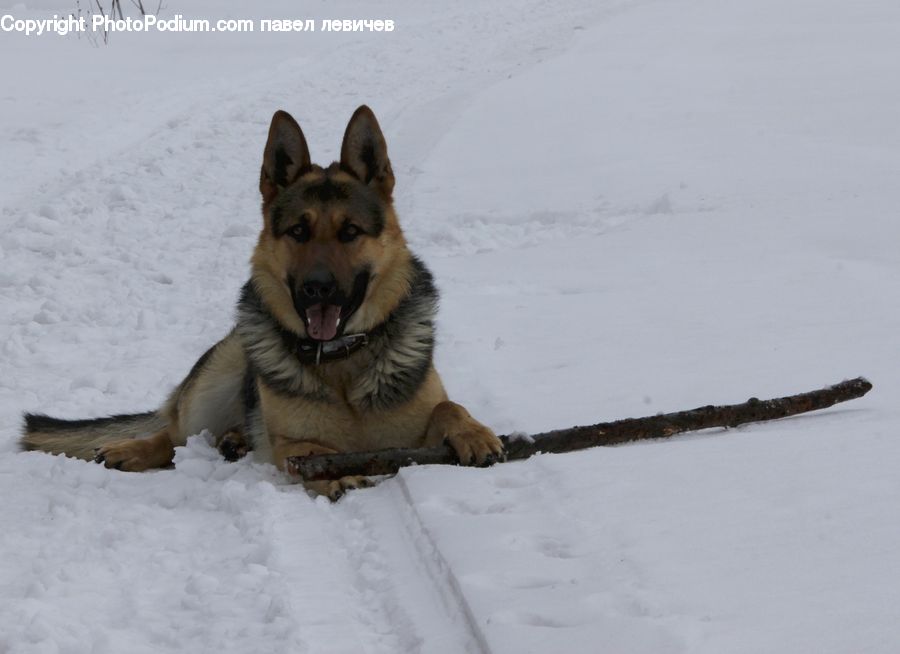 Animal, Canine, Dog, German Shepherd, Mammal, Pet, Husky