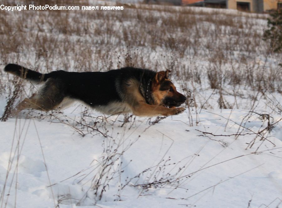 Animal, Canine, Dog, German Shepherd, Mammal, Pet, Collie