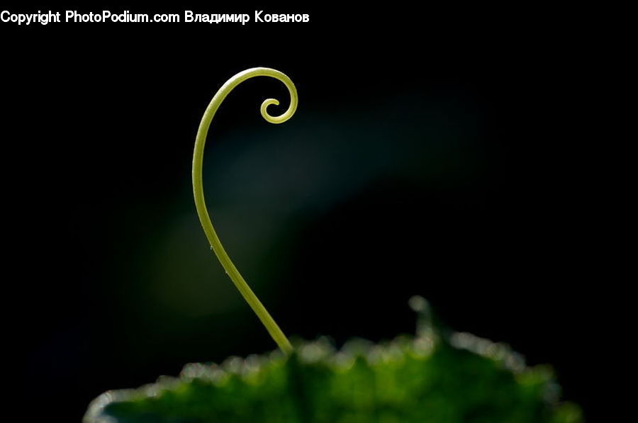 Moss, Plant, Fern, Vine, Blossom, Flora, Flower