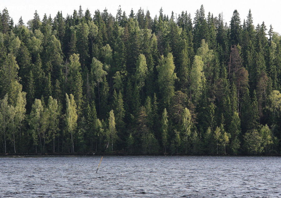Conifer, Fir, Spruce, Wood, Plant, Tree, Pine