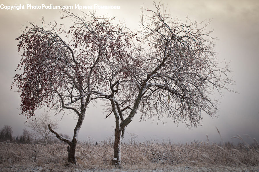 Plant, Tree, Frost, Ice, Outdoors, Snow, Bush