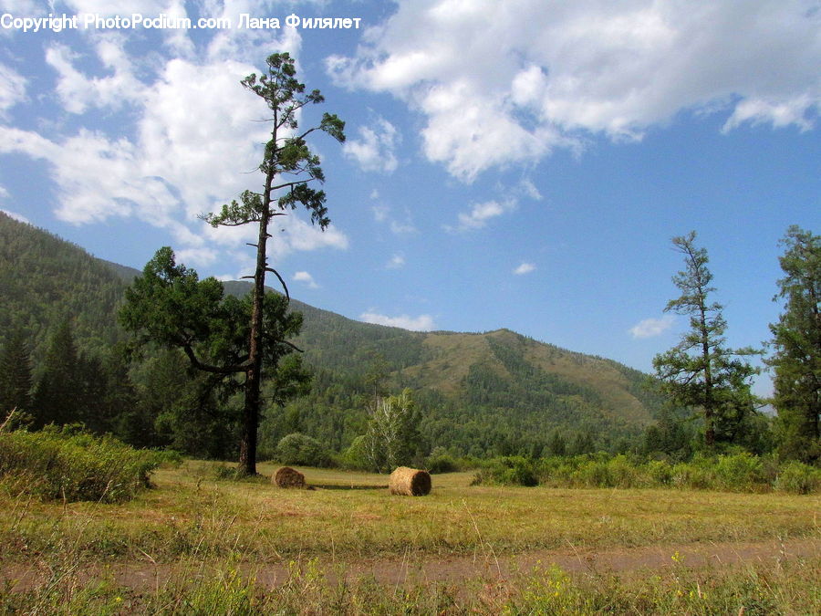 Field, Grass, Grassland, Land, Outdoors, Wilderness, Plateau