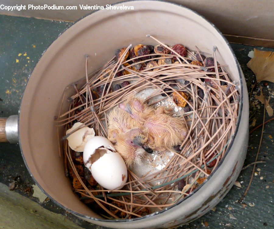 Bird Nest, Nest