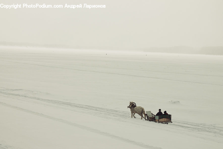 Animal, Horse, Mammal, Arctic, Snow, Winter