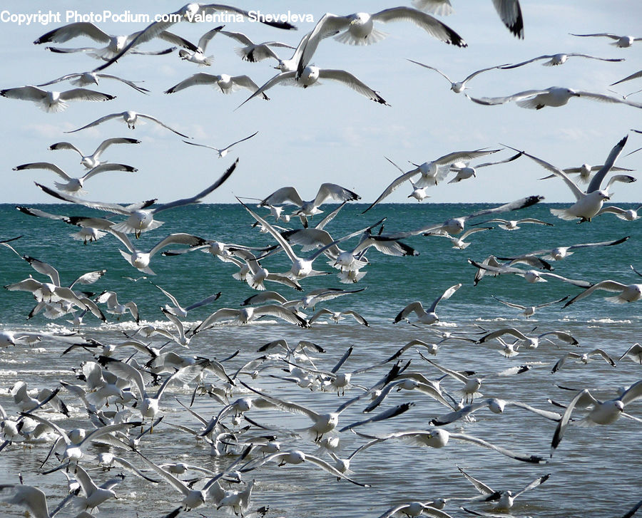 Flock, Albatross, Bird, Seagull, Pelican, Goose, Waterfowl
