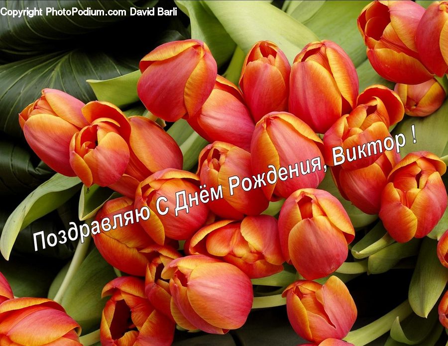 Blossom, Flora, Flower, Plant, Tulip, Flower Arrangement, Flower Bouquet