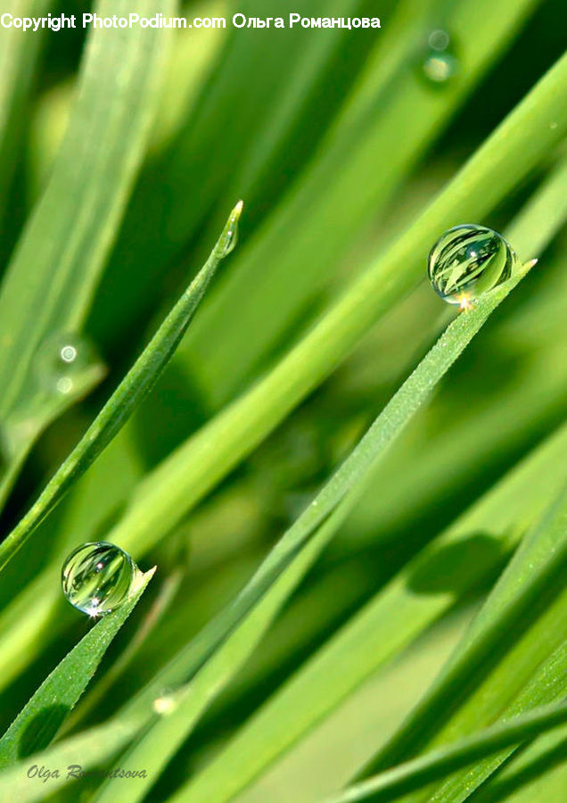 Droplet, Field, Grass, Grassland, Plant