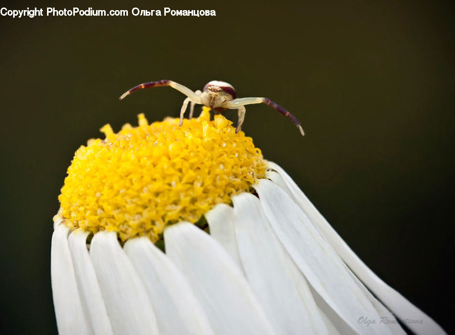 Insect, Invertebrate, Mosquito, Bee, Flora, Pollen, Daisies