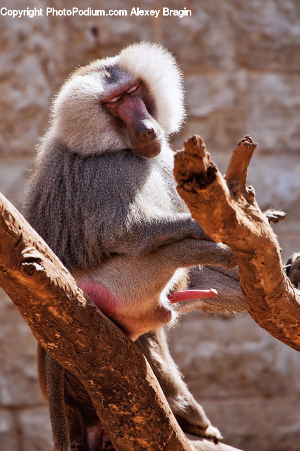 Animal, Baboon, Mammal, Monkey, Eating, Agaric, Mushroom