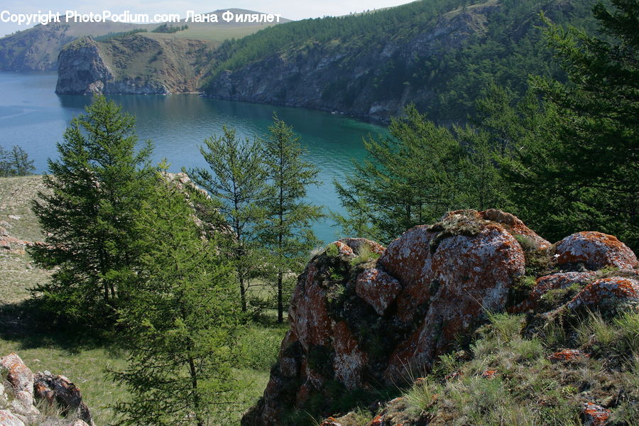 Moss, Plant, Rock, Conifer, Fir, Tree, Cliff