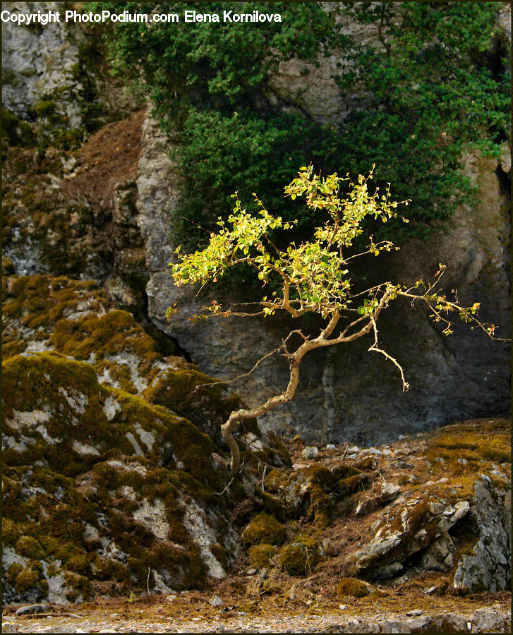 Bush, Plant, Vegetation, Oak, Sycamore, Tree, Tree Trunk