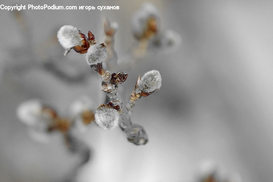 Frost, Ice, Outdoors, Snow, Ant, Insect, Invertebrate