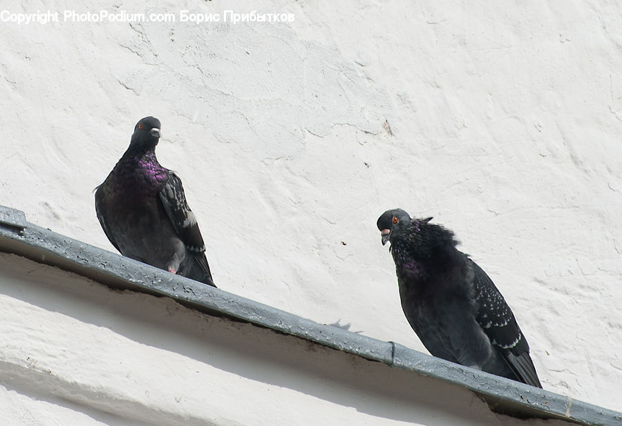 Bird, Pigeon, Blackbird, Crow