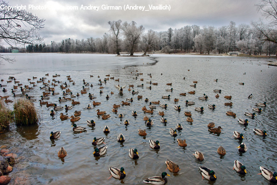 Bird, Duck, Teal, Waterfowl, Mallard, Goose, Landscape