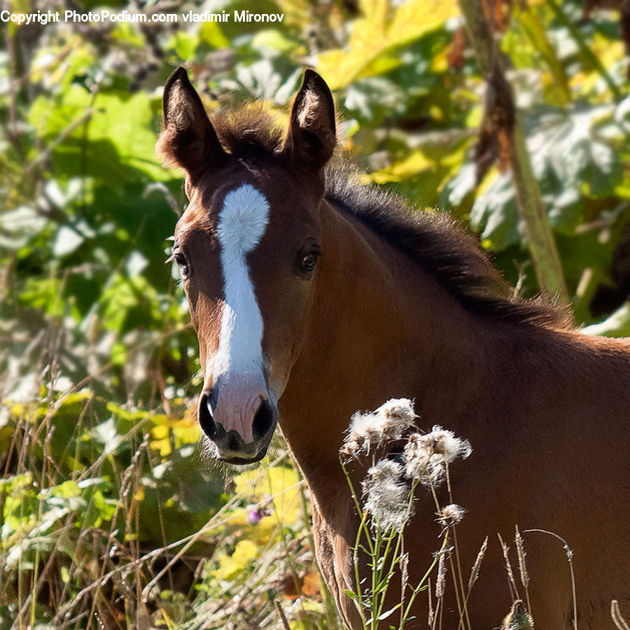 Grass, Plant, Reed, Animal, Colt Horse, Foal, Horse