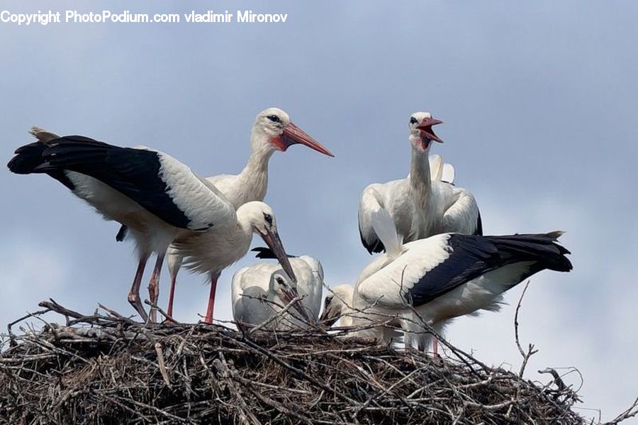 Bird, Stork, Pelican, Goose, Waterfowl, Crane Bird, Heron