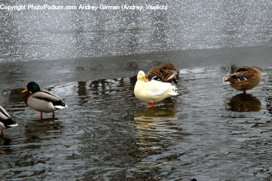 Bird, Waterfowl, Duck, Teal, Mallard, Goose, Exercise