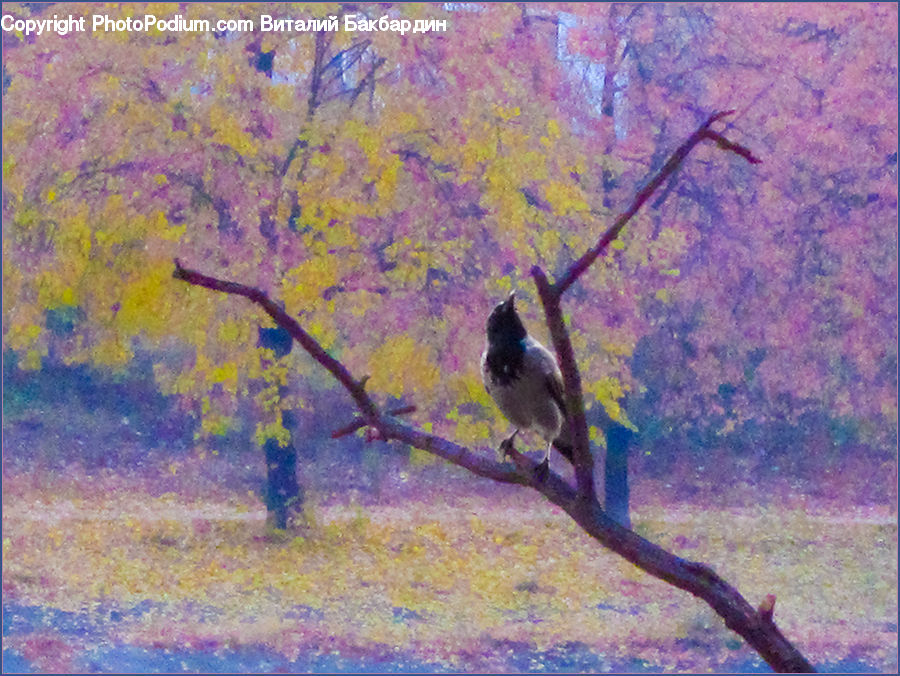 Bird, Jay, Art, Plant, Tree, Blossom, Flora