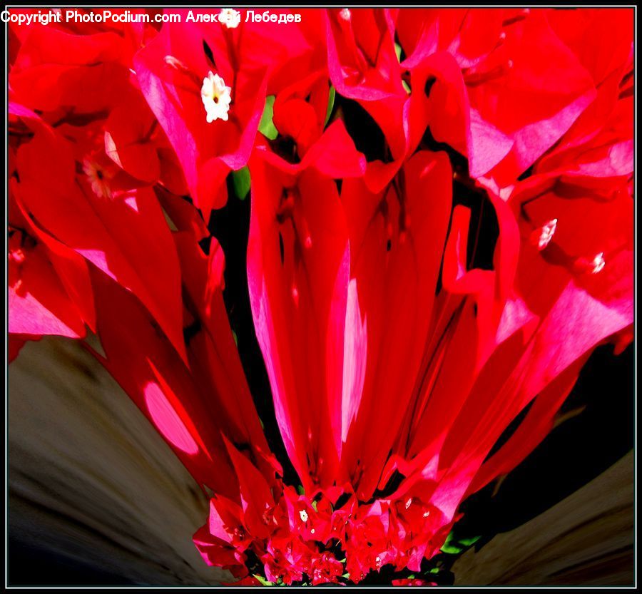 Flora, Flower, Gladiolus, Plant, Blossom, Carnation, Flower Arrangement