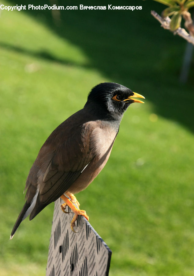 Bird, Blackbird, Beak, Bee Eater, Swallow, Plant, Blossom