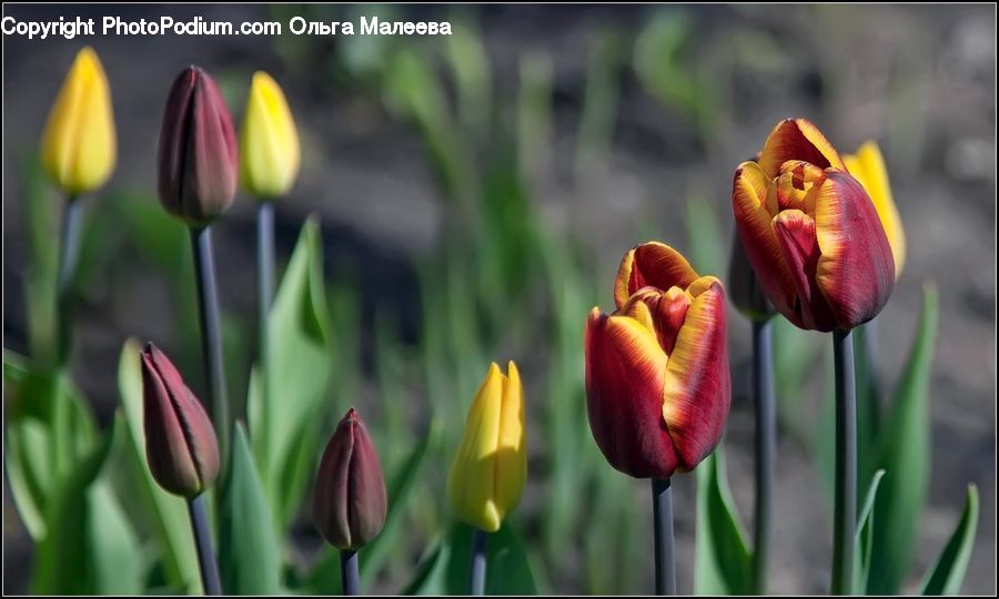 Blossom, Flora, Flower, Plant, Tulip, Lily, Pond Lily