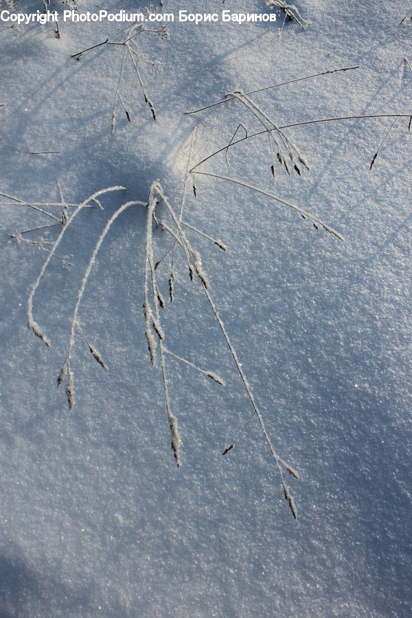 Field, Grass, Grassland, Plant