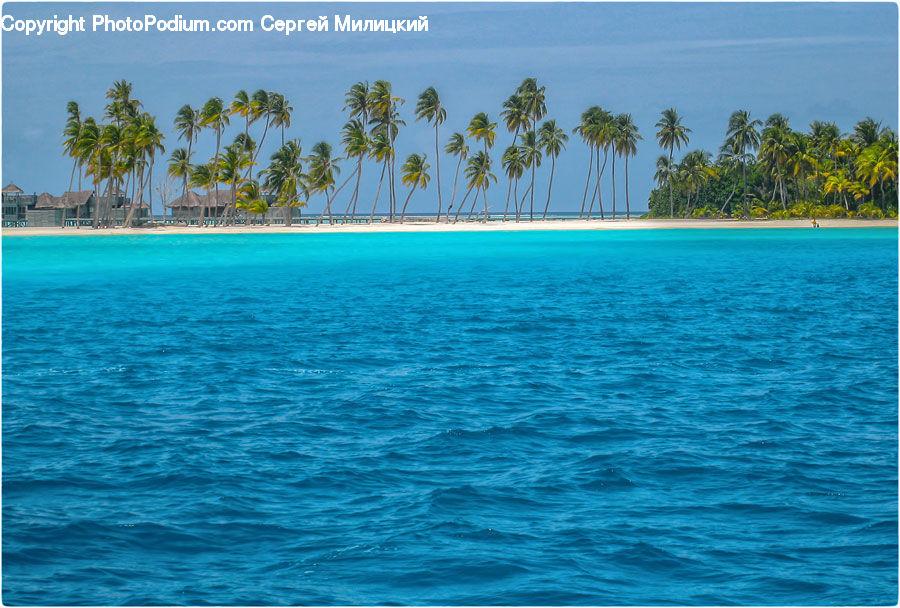 Palm Tree, Plant, Tree, Beach, Coast, Outdoors, Sea