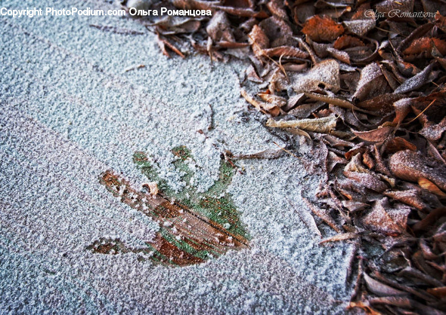 Frost, Ice, Outdoors, Snow, Conifer, Fir, Plant