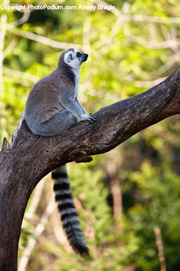 Animal, Lemur, Mammal, Monkey, Wildlife