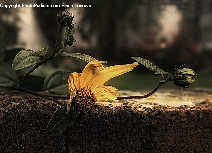 Blossom, Flora, Flower, Plant, Butterfly, Insect, Invertebrate