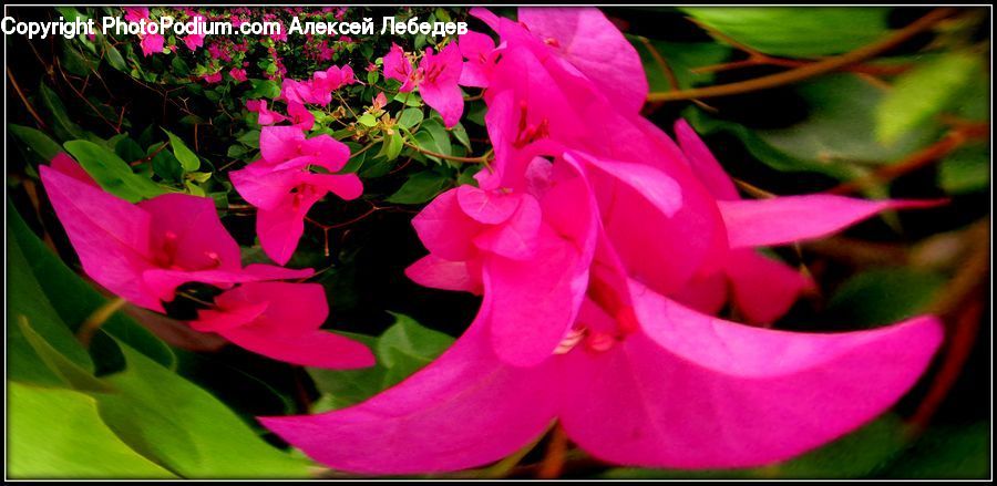 Blossom, Flora, Flower, Geranium, Plant, Gladiolus, Anther