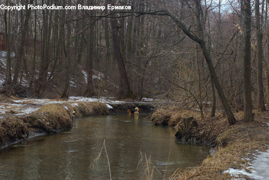 Creek, Outdoors, River, Water, Ditch, Forest, Vegetation