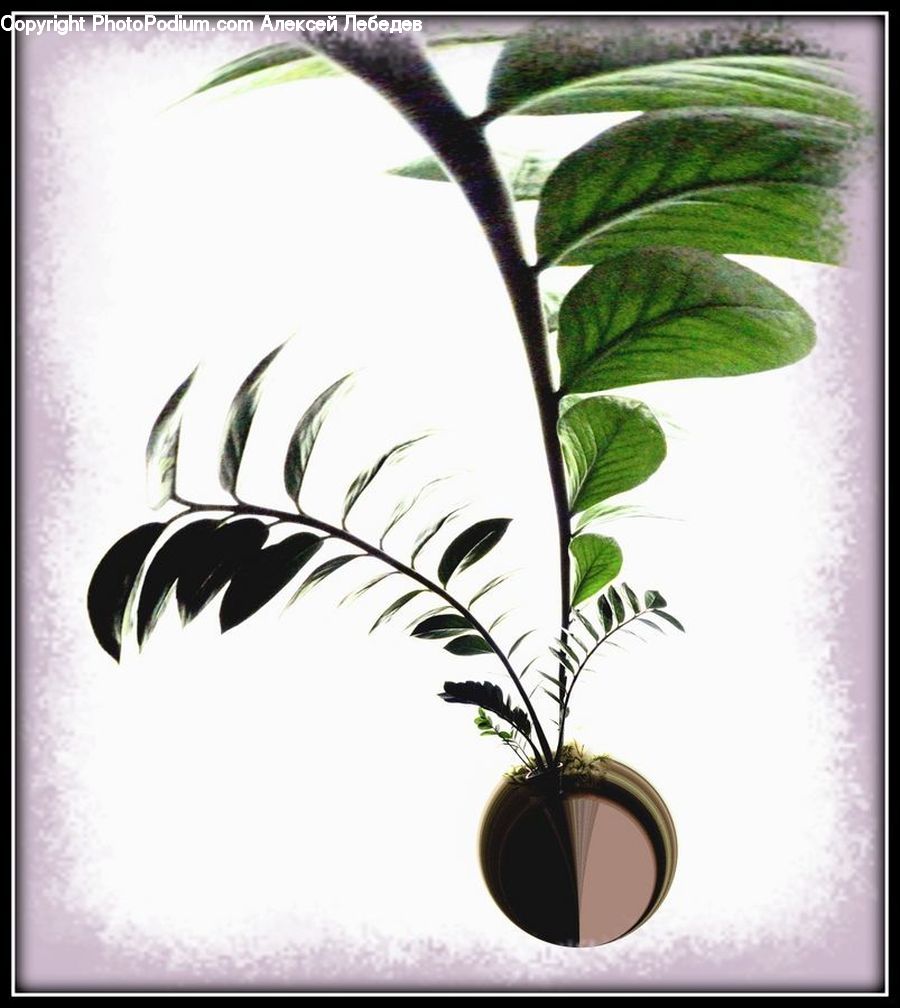 Plant, Potted Plant, Flower Arrangement, Ikebana, Vase, Fern, Arecaceae