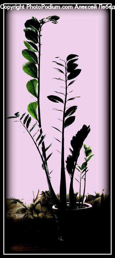 Plant, Potted Plant, Flower Arrangement, Ikebana, Vase, Arecaceae, Palm Tree