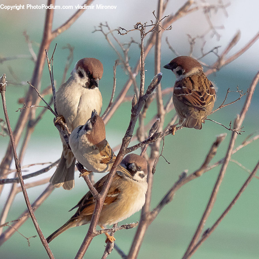 Bird, Sparrow, Blue Jay, Bluebird, Jay, Wren, Finch