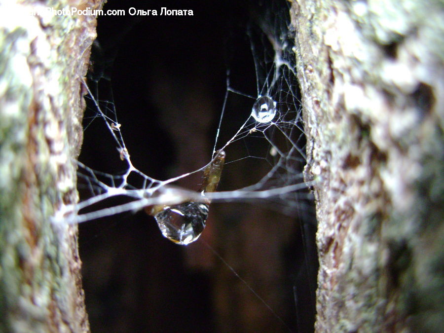 Arachnid, Garden Spider, Insect, Invertebrate, Spider