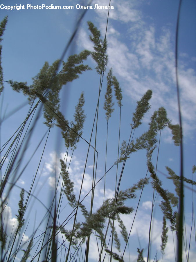 Field, Grass, Grassland, Plant, Conifer, Fir, Tree