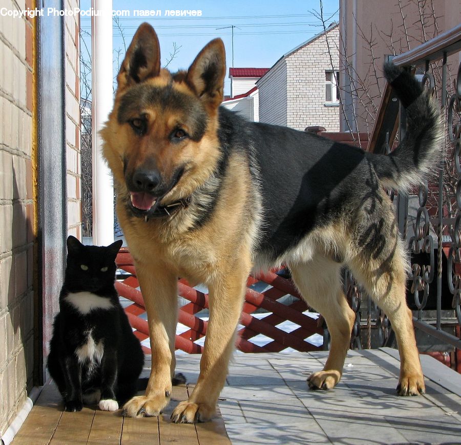 Animal, Canine, Dog, German Shepherd, Mammal, Pet, Collie