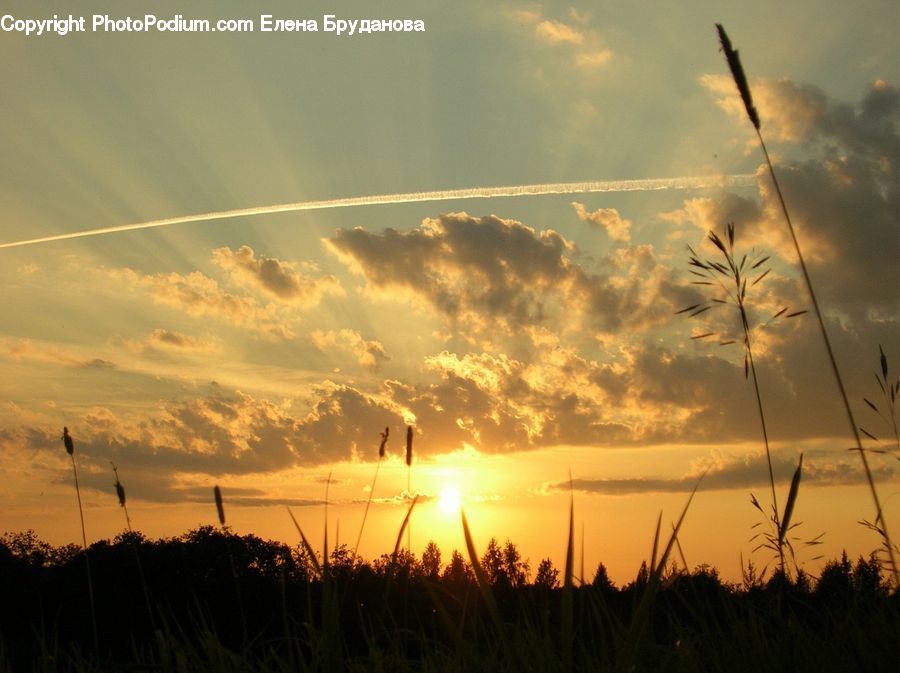 Plant, Potted Plant, Dusk, Outdoors, Sky, Sunlight, Sunrise