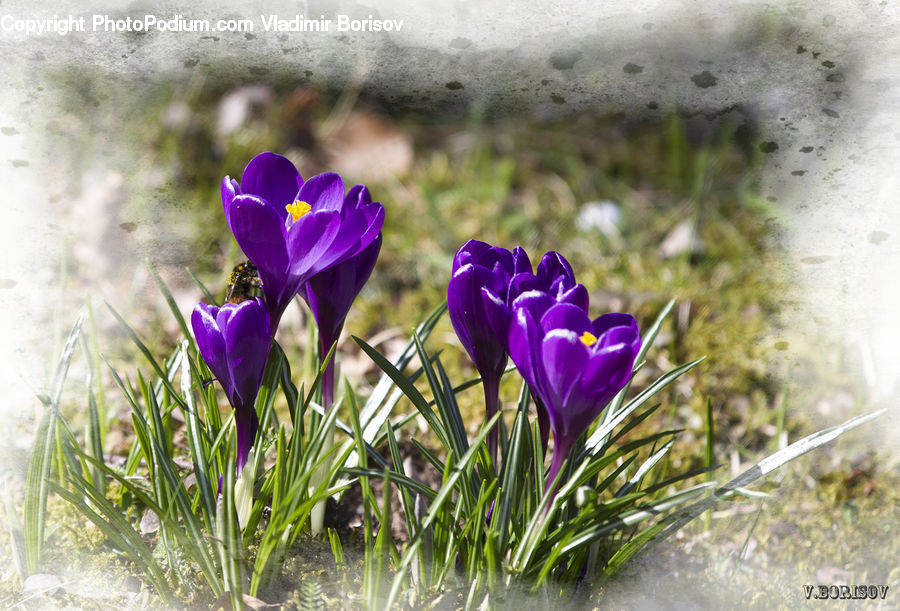 Blossom, Crocus, Flora, Flower, Plant, People, Person